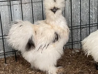 Silkie and Frizzle Chicks - Fluffy with multiple colors