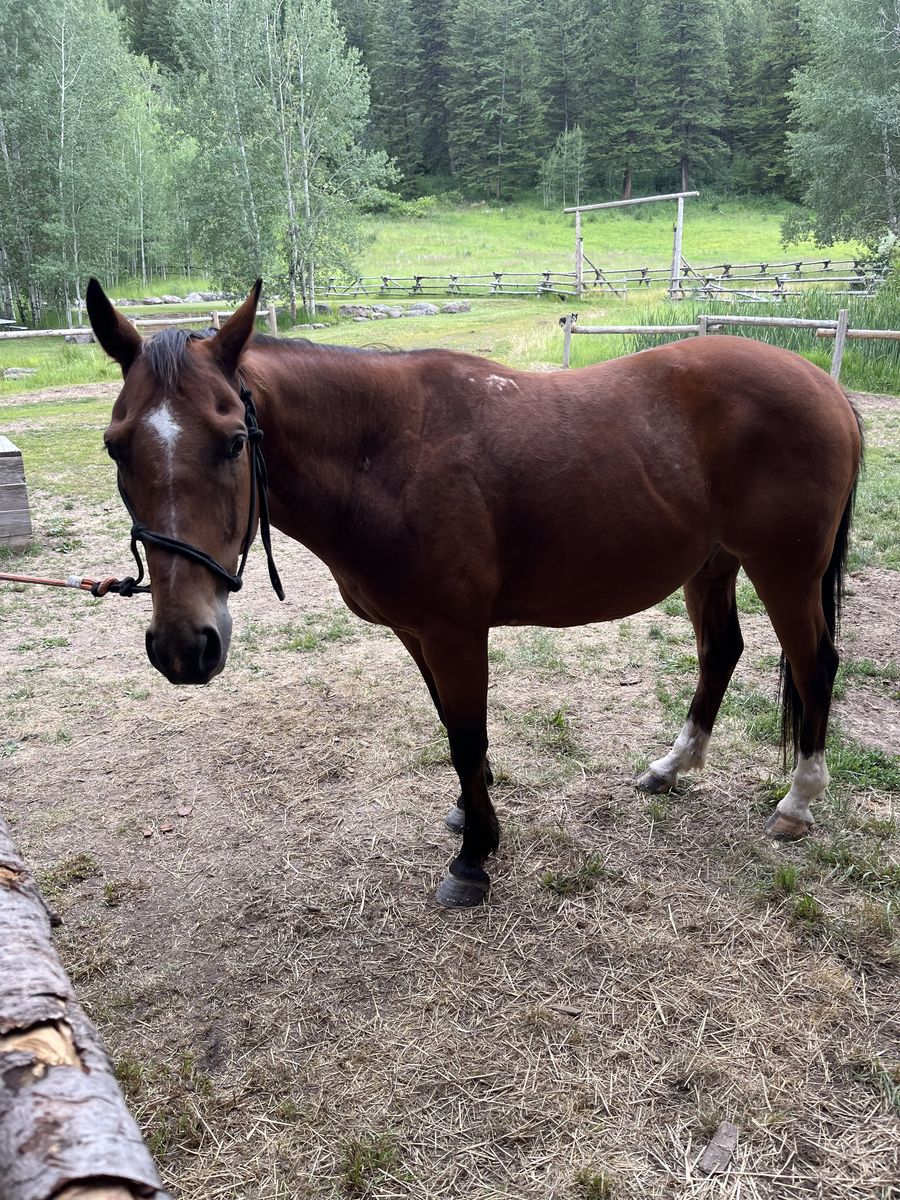 Gentle 11 year old gelding