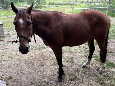 Gentle 11 year old gelding