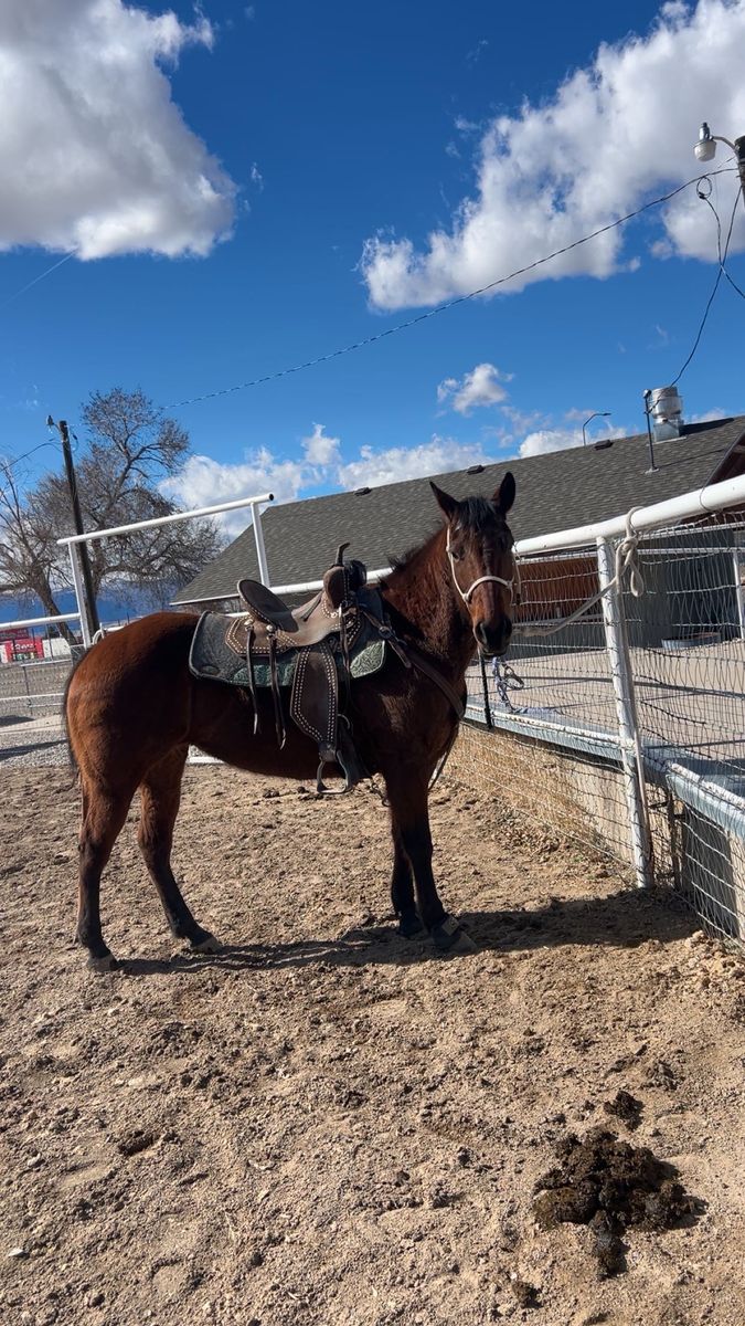 10 Yo Barrel Horse OBO