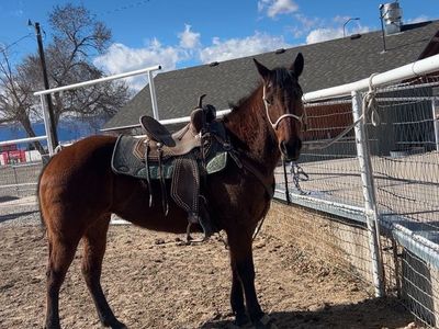 10 Yo Barrel Horse OBO
