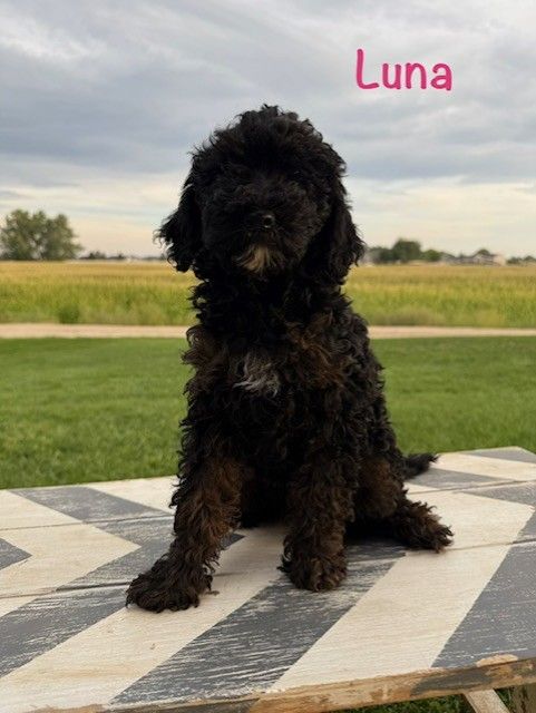 PRICED REDUCED! Mini Goldendoodle puppy!