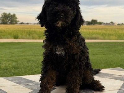 PRICED REDUCED! Mini Goldendoodle puppy!