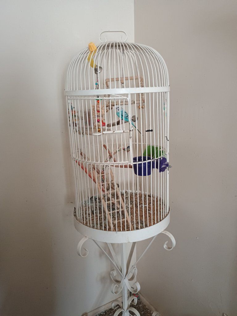 bird cage