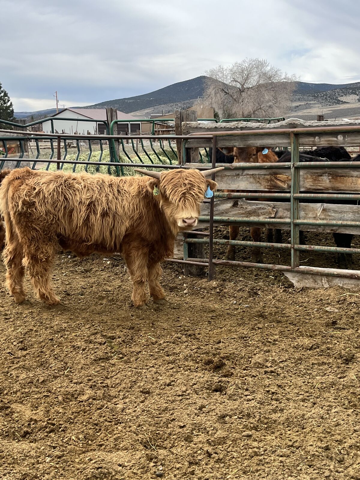 Scottish Highlander bull