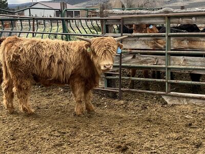 Scottish Highlander bull