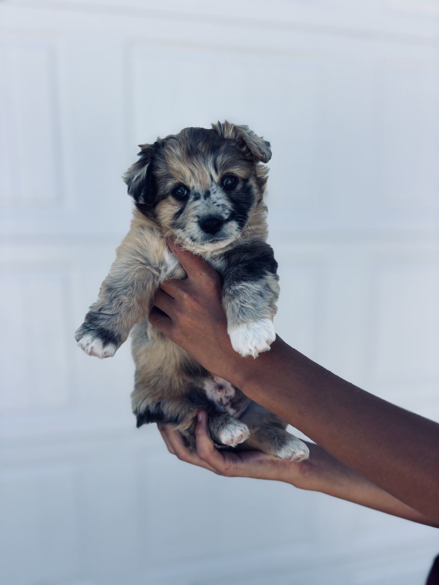 Auggies- Australian shepherd x Corgi