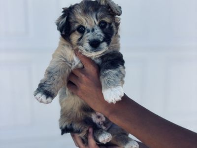 Auggies- Australian shepherd x Corgi