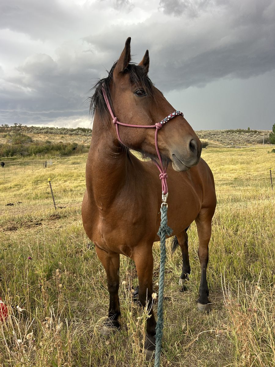 Bay Mustang Gelding