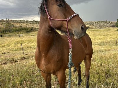 Bay Mustang Gelding