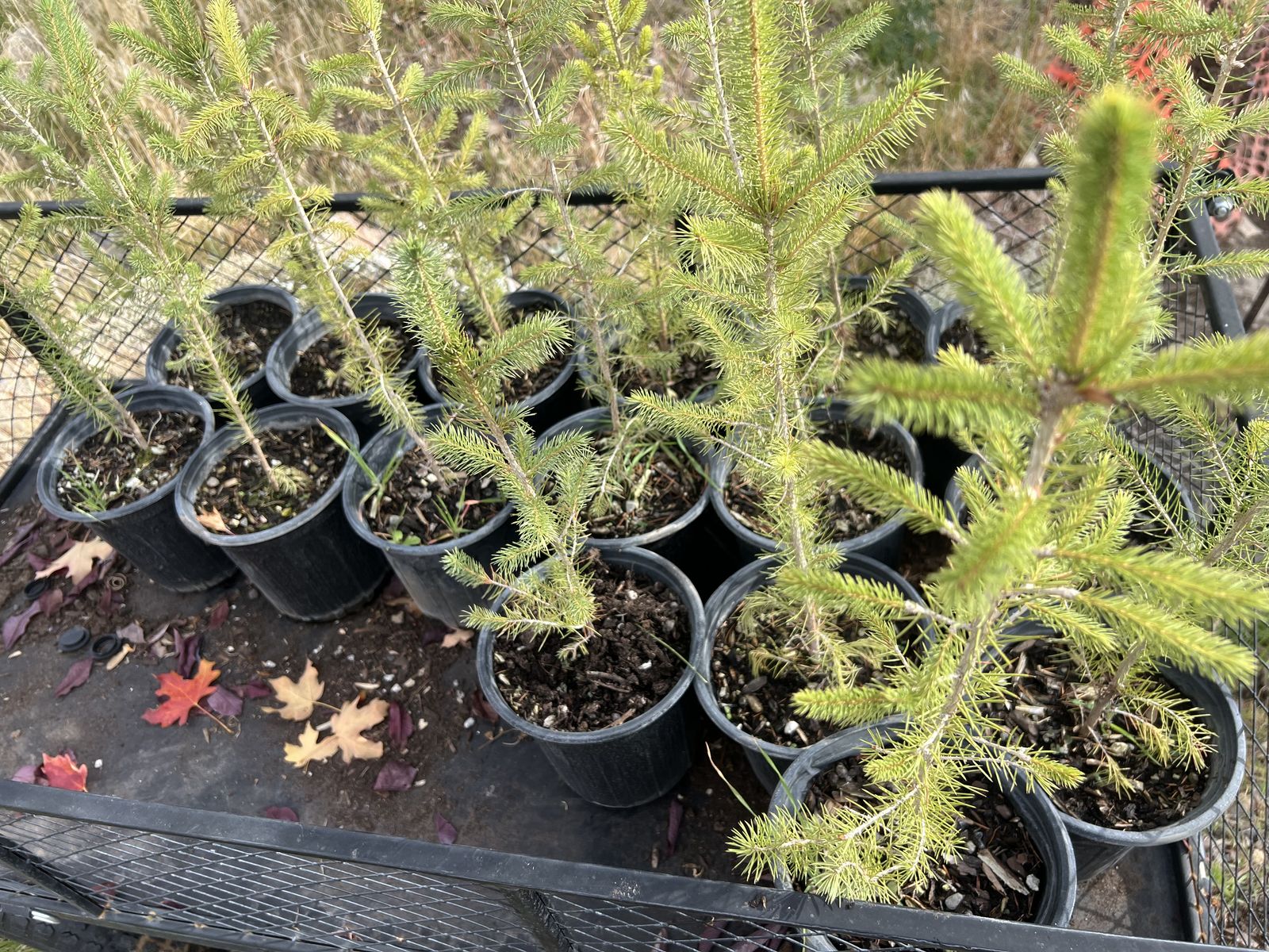 4-5 Year Old Norway Spruce Pine Trees In 1gal Pot