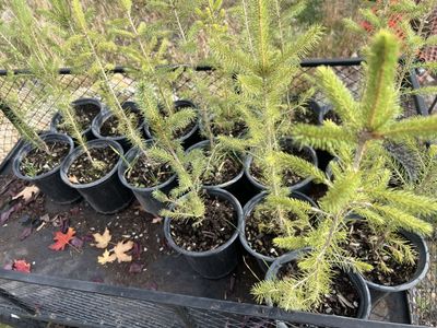 4-5 Year Old Norway Spruce Pine Trees In 1gal Pot