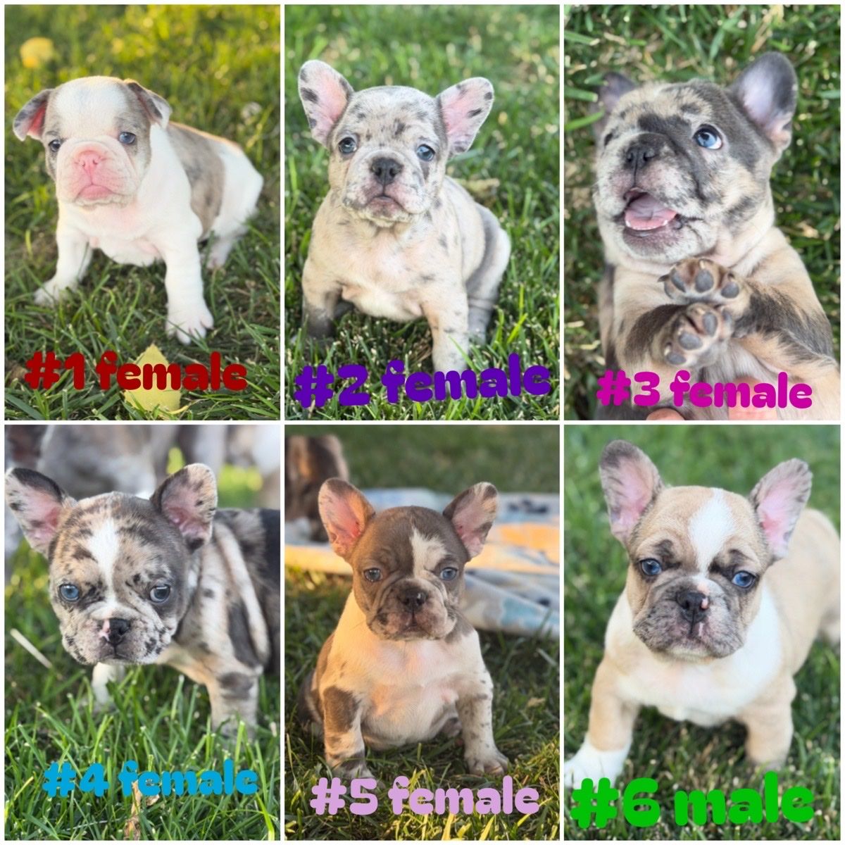 AKC French Bulldog Puppies