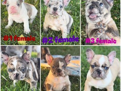AKC French Bulldog Puppies