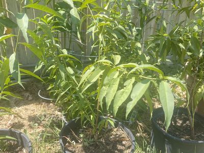 Peach Trees