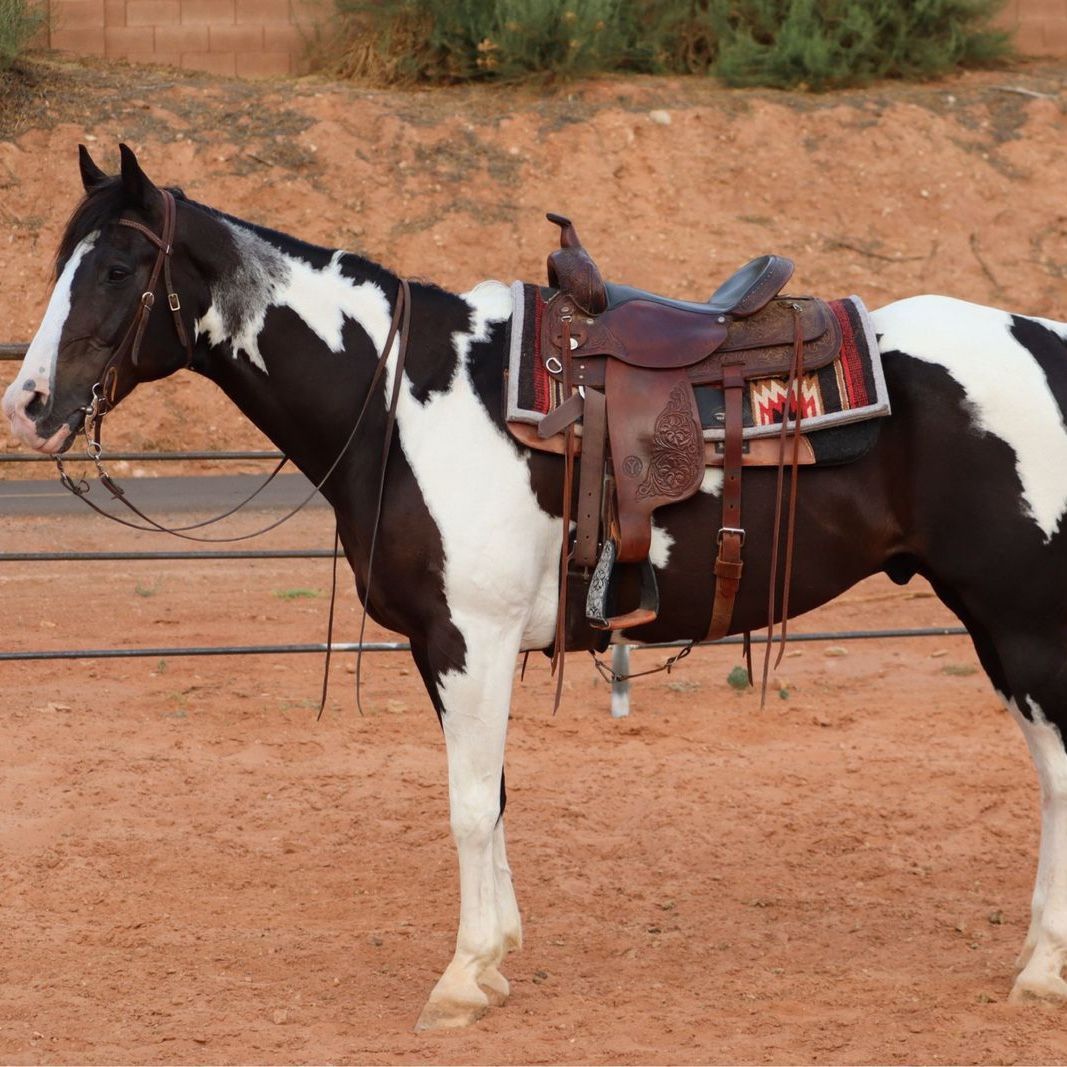 Bombproof APHA Gelding
