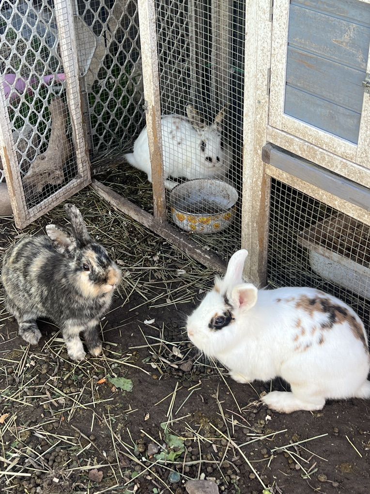 Rabbits And Hutch