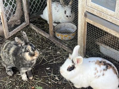 Rabbits And Hutch