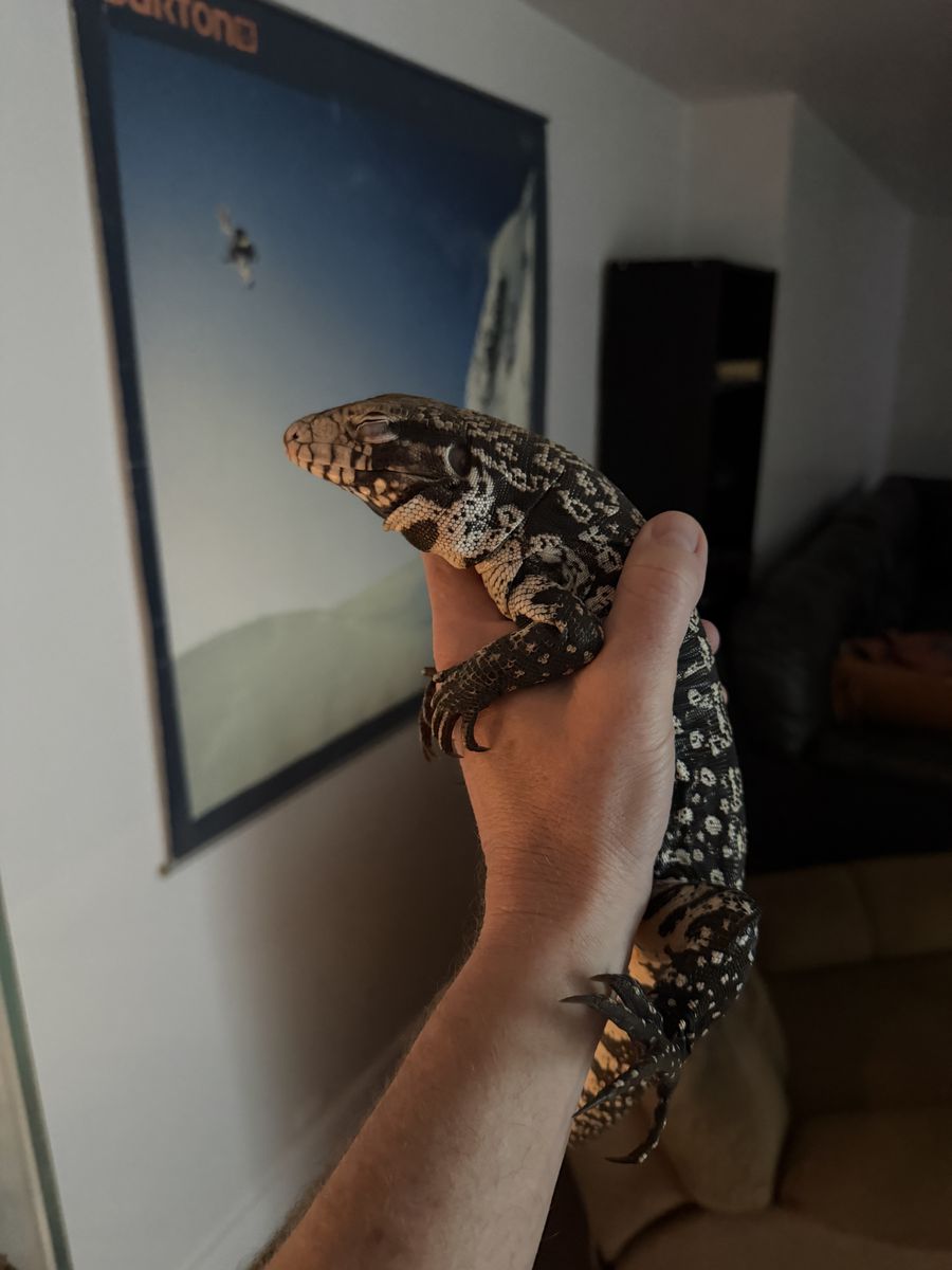 Black And White Tegu lizard