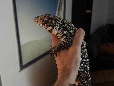Black And White Tegu lizard