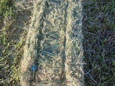 Freshly Baled Grass Hay