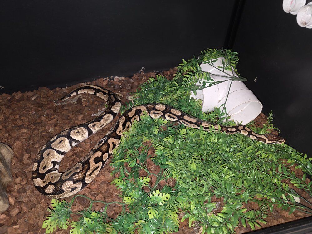 pastel ball python