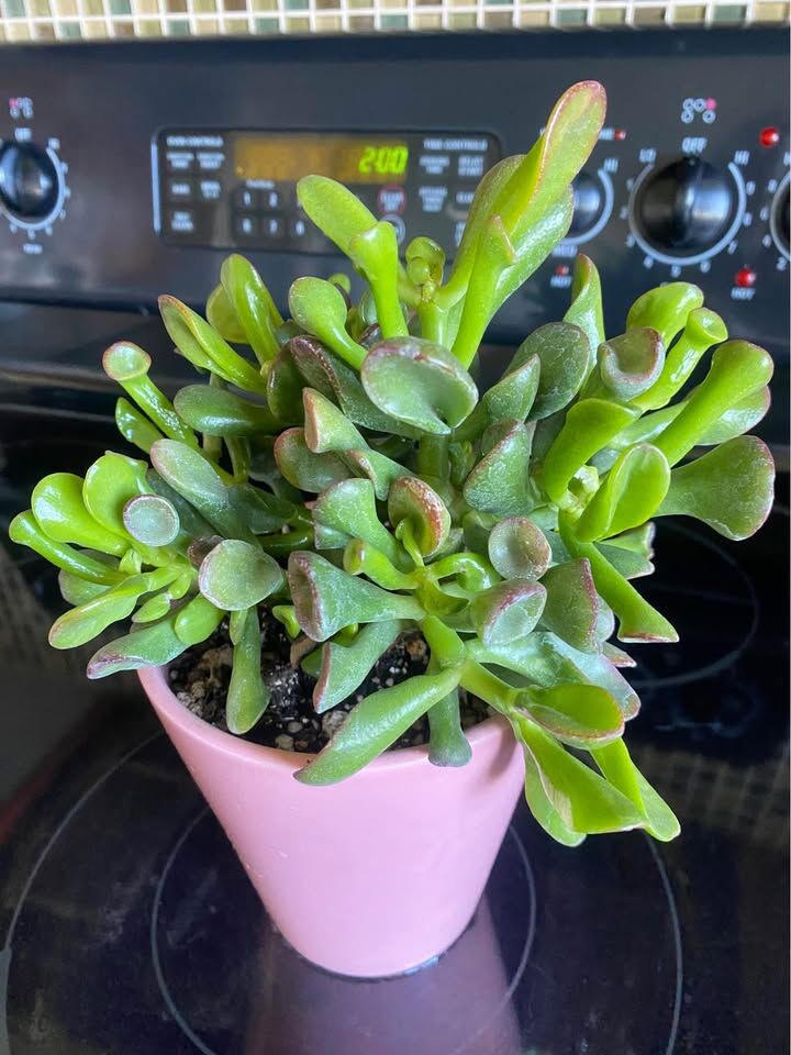 Real succulents jade in planter