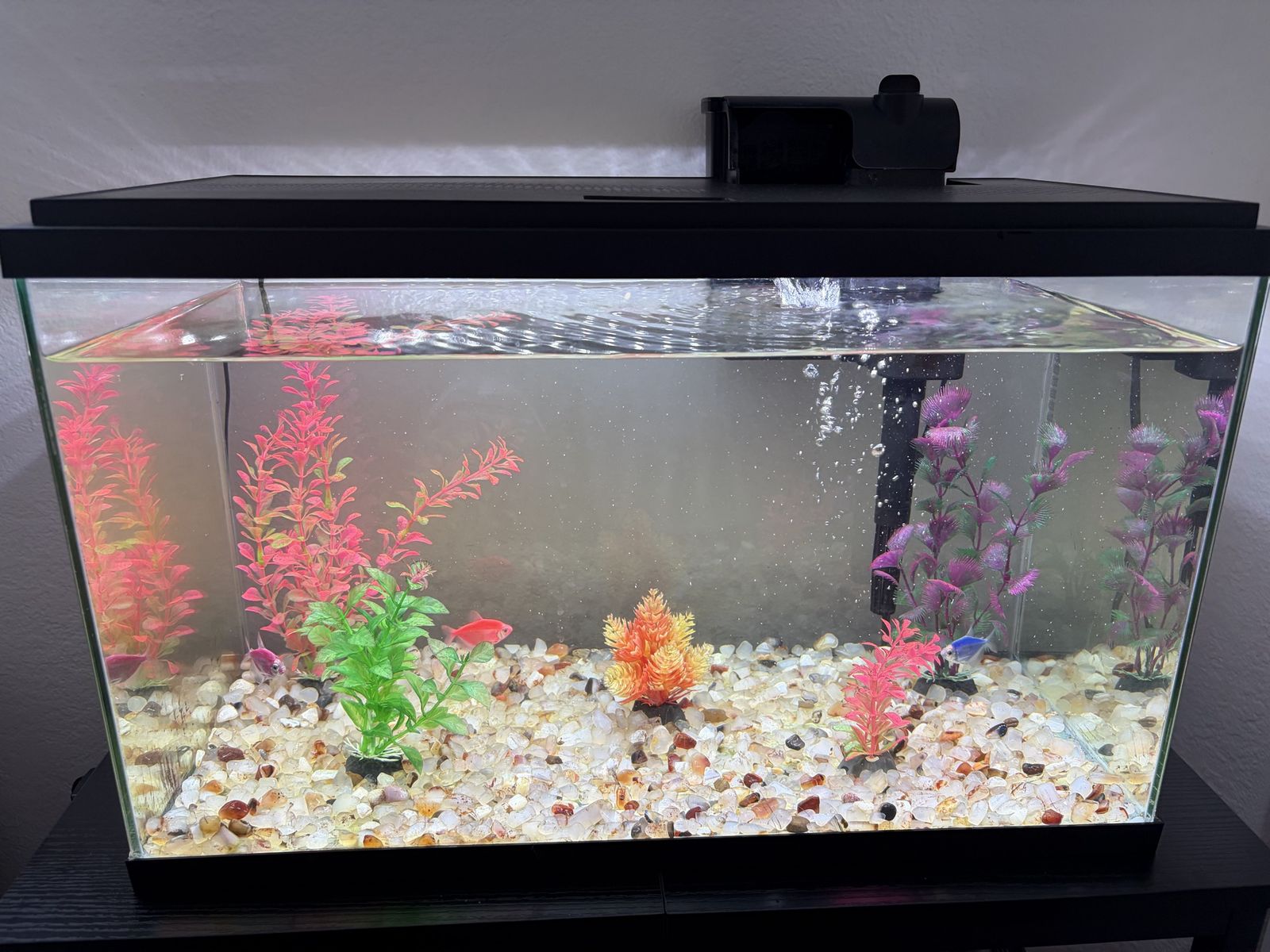 10-Gallon Fish Tank Setup with 3 GloFish – Ready to Go