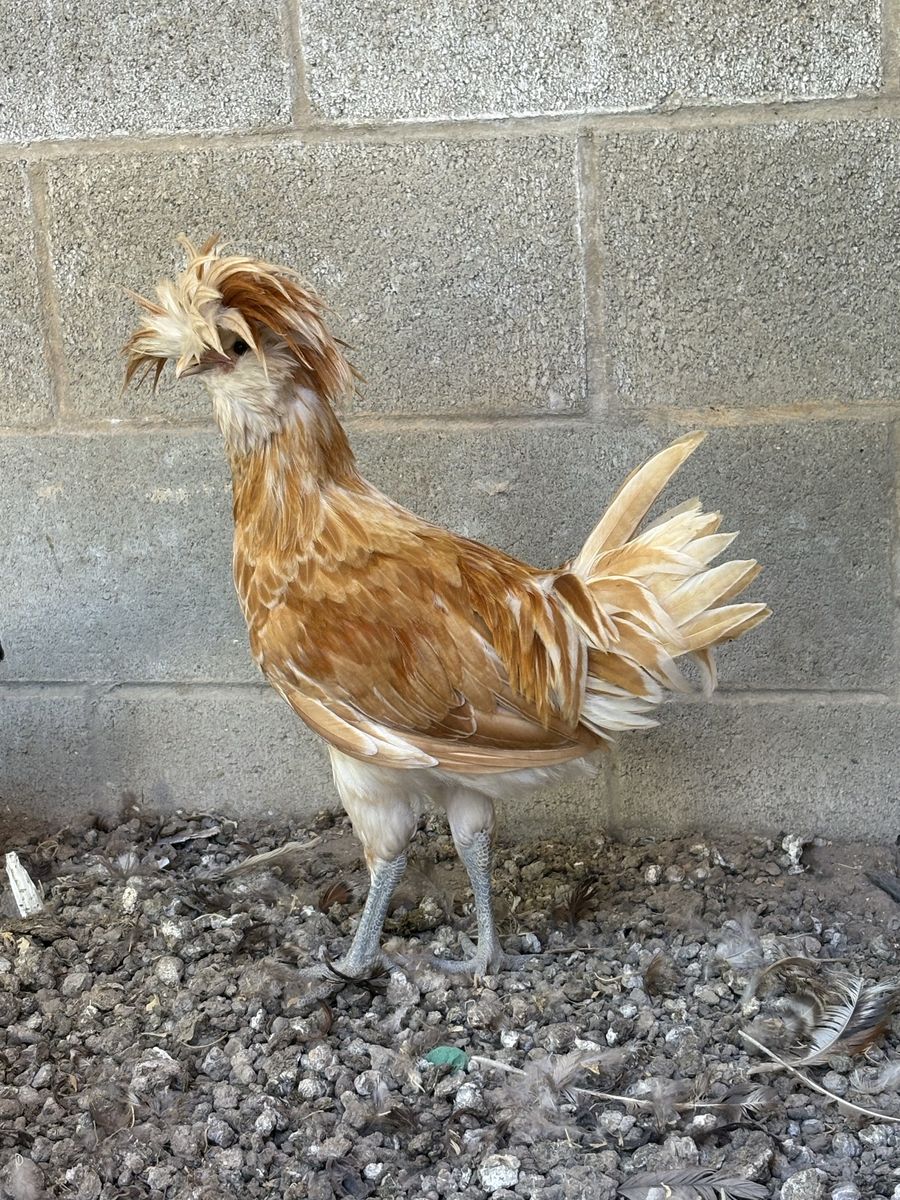 Polish rooster