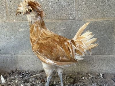 Polish rooster