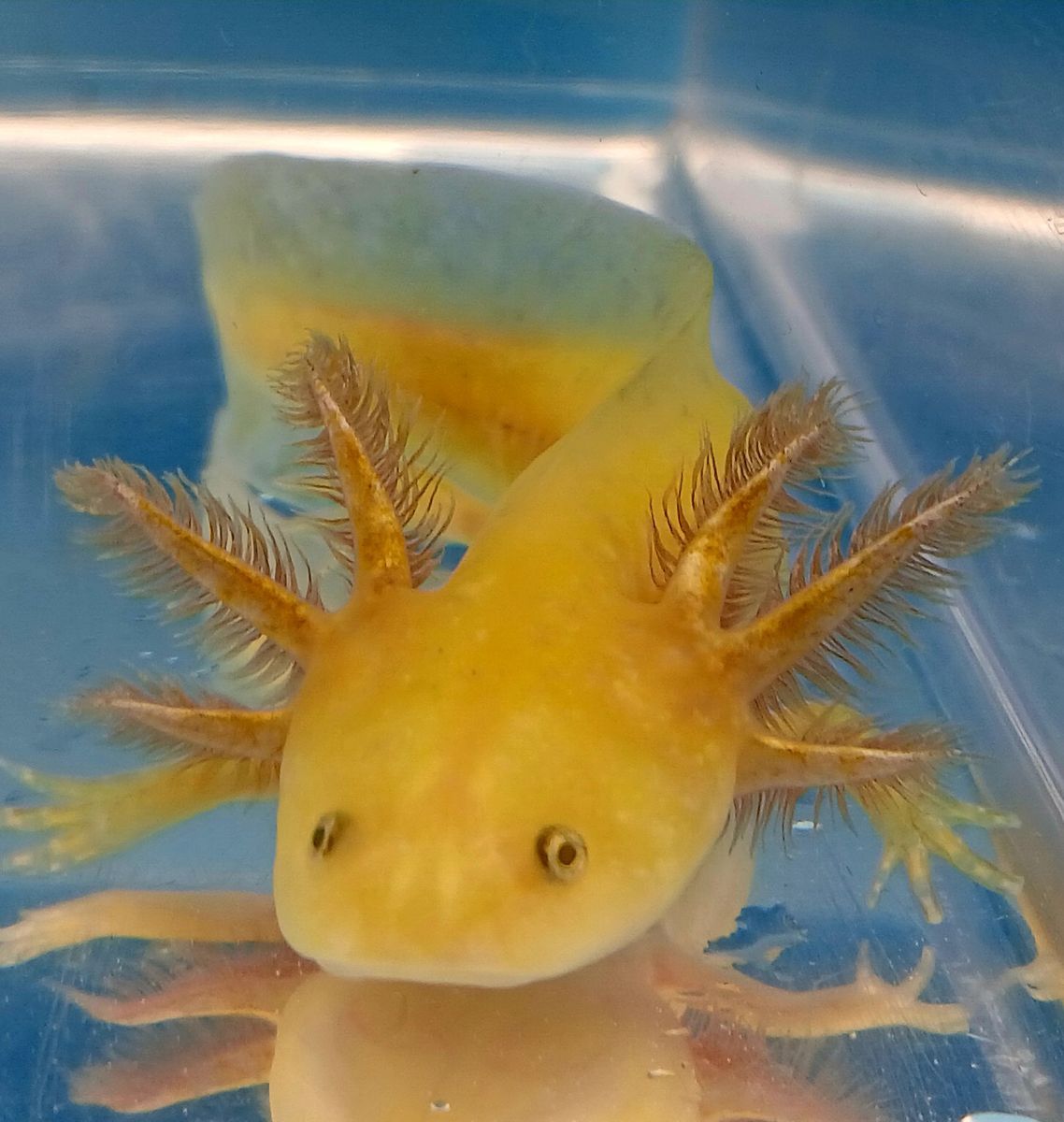 Baby Axolotls