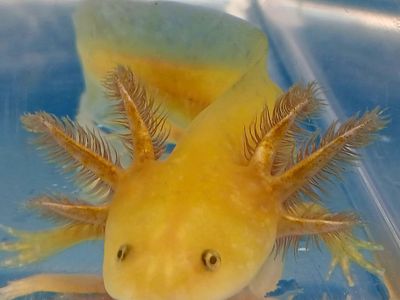 Baby Axolotls