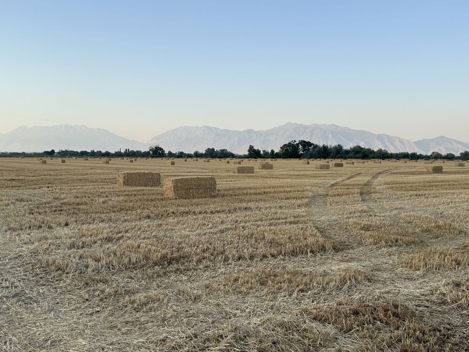 Wheat Straw - 3x3x8 Bales