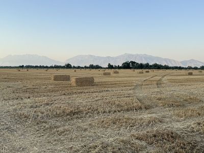 Wheat Straw - 3x3x8 Bales