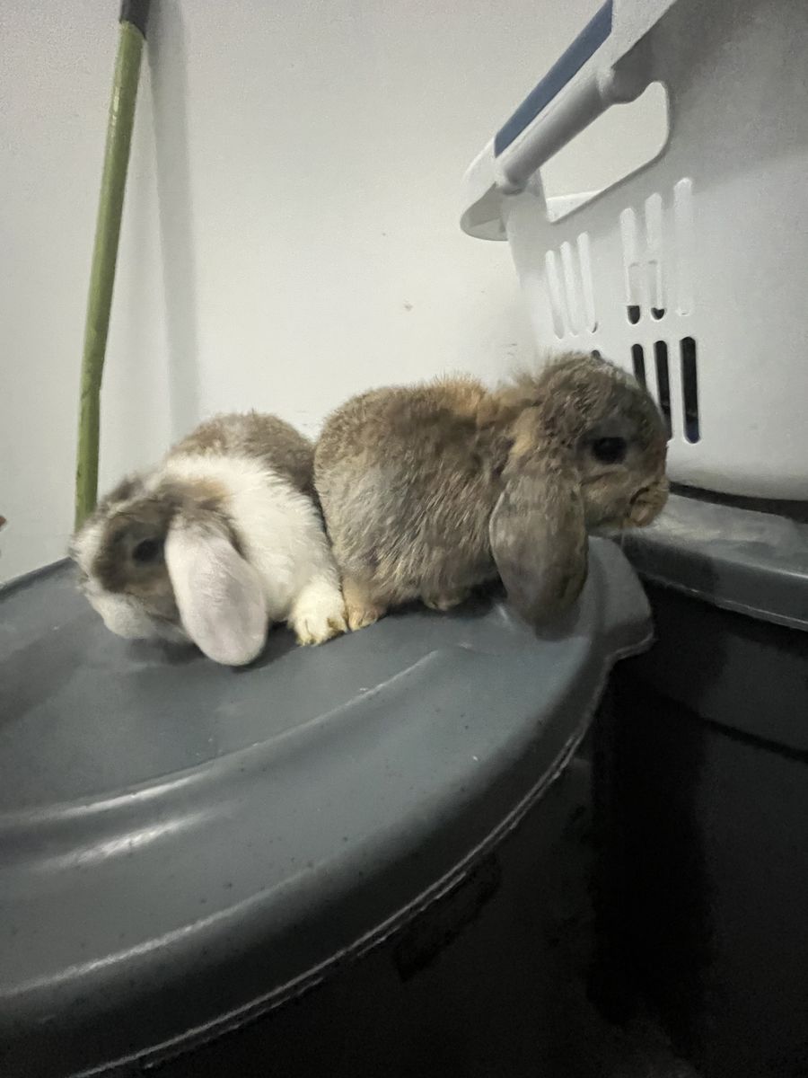 Purebred Holland Lops