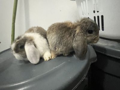 Purebred Holland Lops