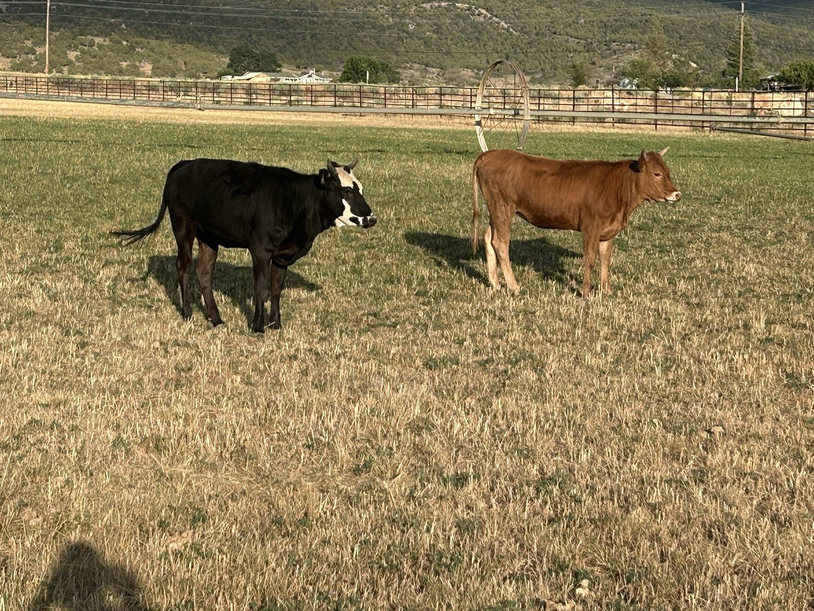 Corriente heifers, last chance before going to the auction tomorrow