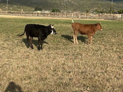 Corriente heifers, last chance before going to the auction tomorrow