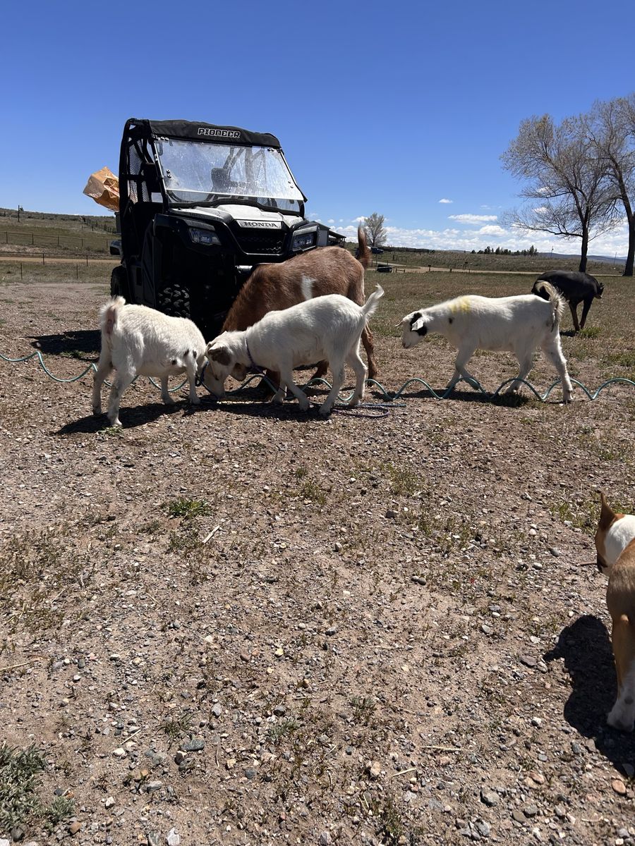 Bora/Nigerian dwarf goats
