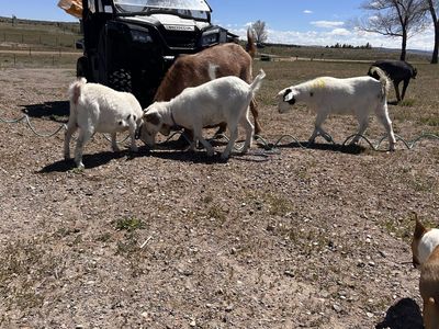Bora/Nigerian dwarf goats