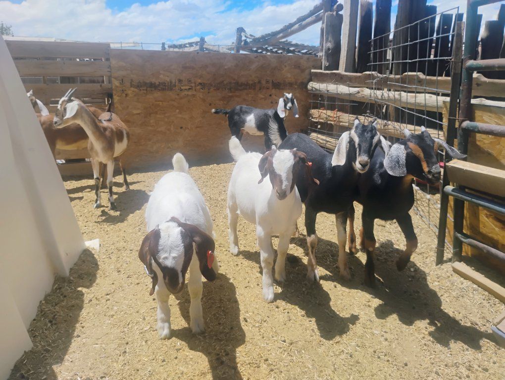 Goats - Various Breeds & Ages - Healthy & Ready for New Homes