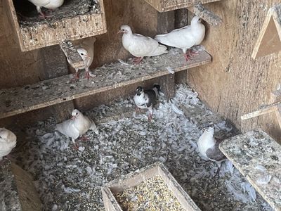 Pigeons 10 birds for $50