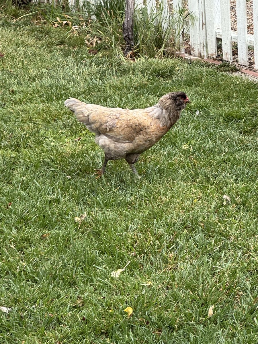 FREE chicken. Lays BLUE EGGS