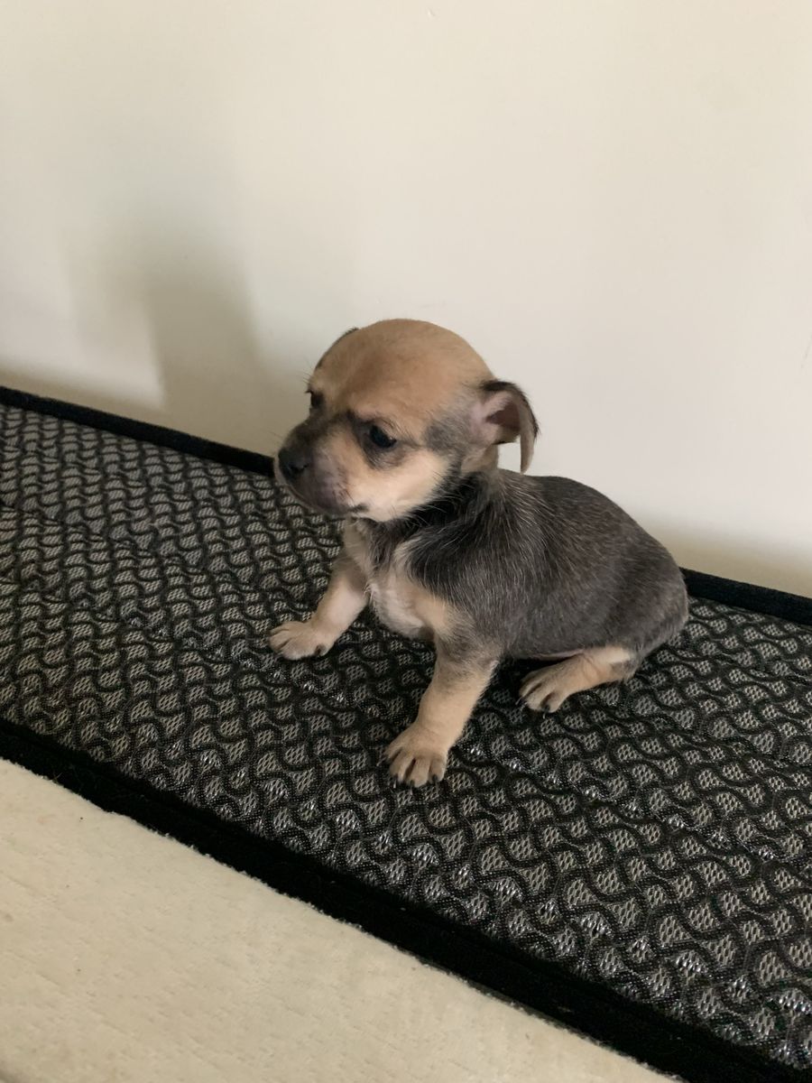 Chihuahua puppies for sale