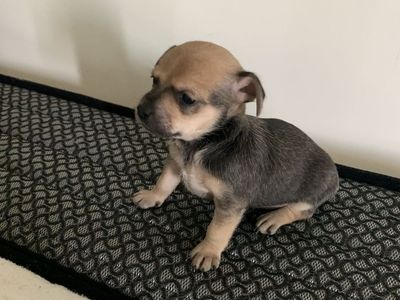 Chihuahua puppies for sale