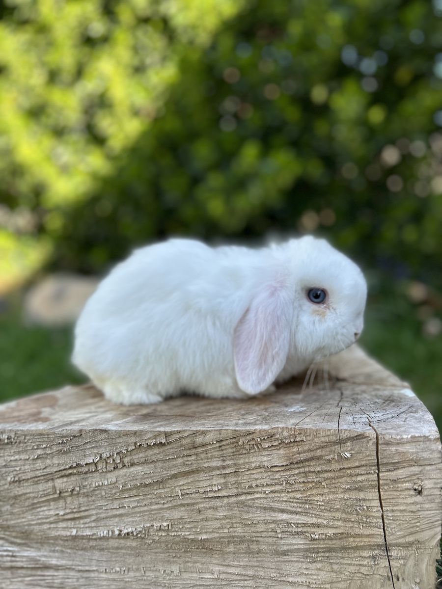 Holland lop Pedigree Buck 3 M/o