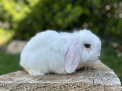 Holland lop Pedigree Buck 3 M/o