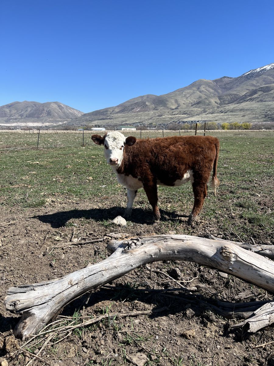 Hereford heifer calf