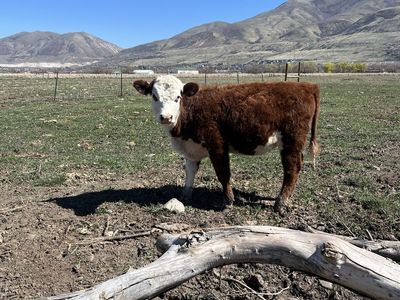 Hereford heifer calf