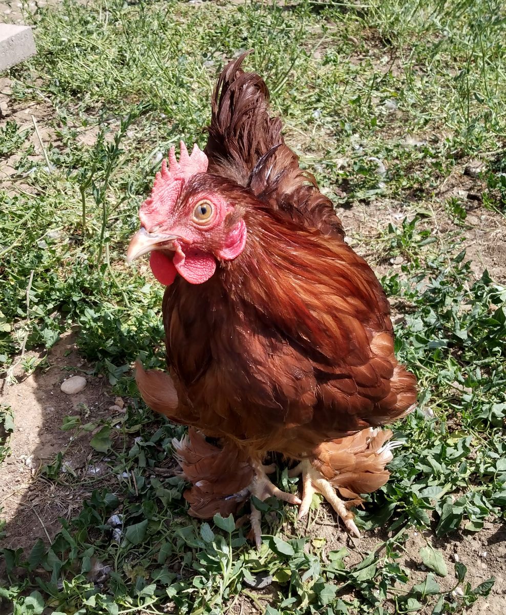 "Jumper" RED BANTAM COCHIN ROOSTER 3 months old for Sale